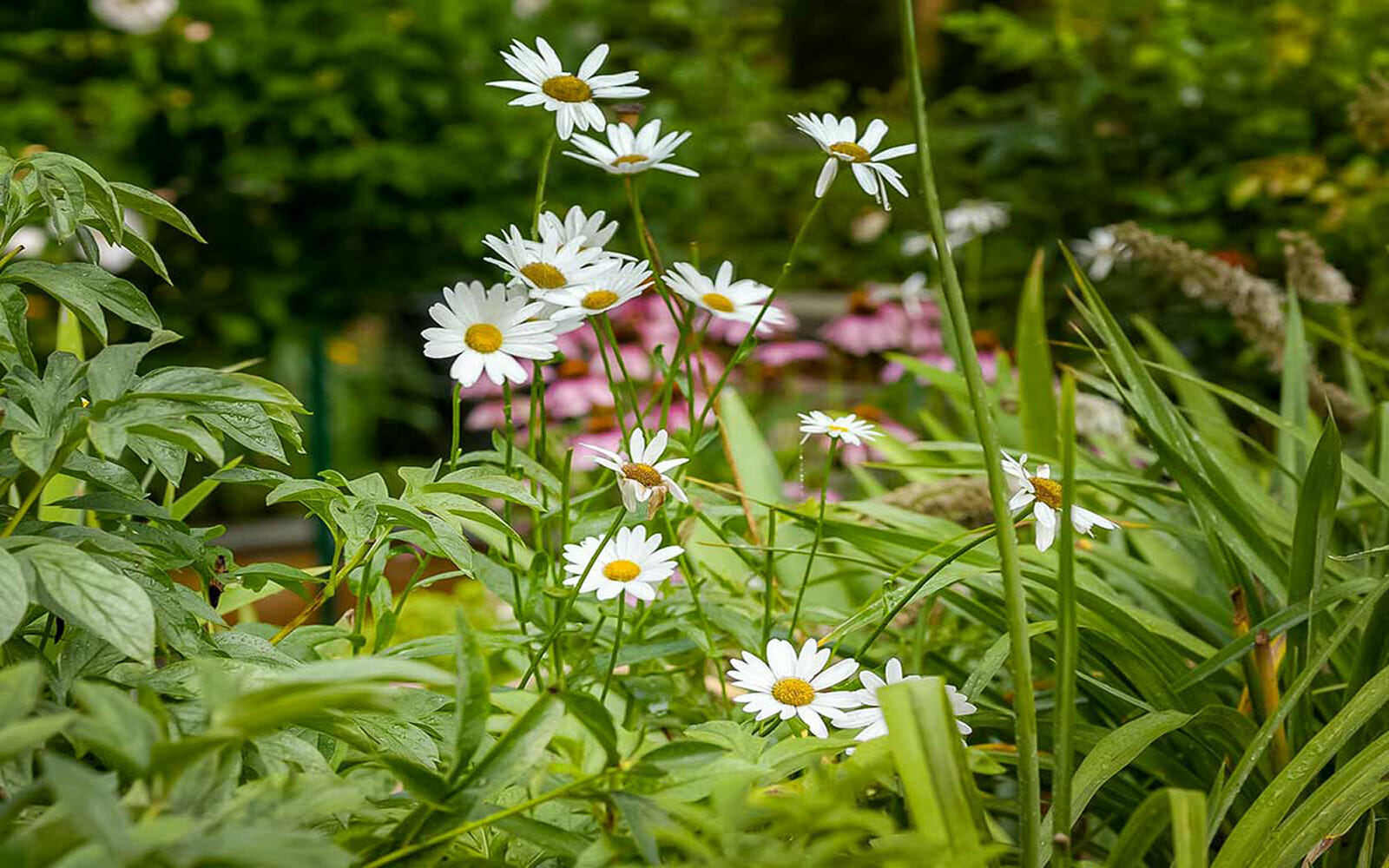 Greenery Garden Beds; Why Choose Native.